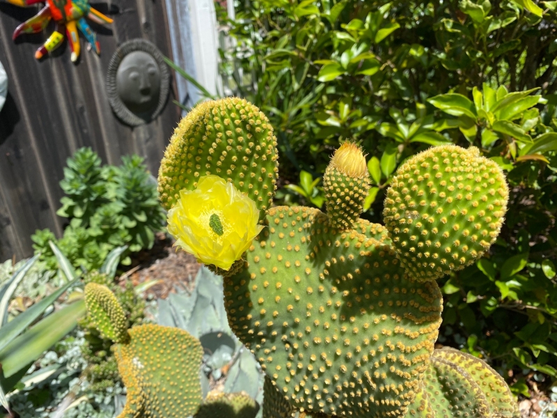 Yellow bloom on cactus