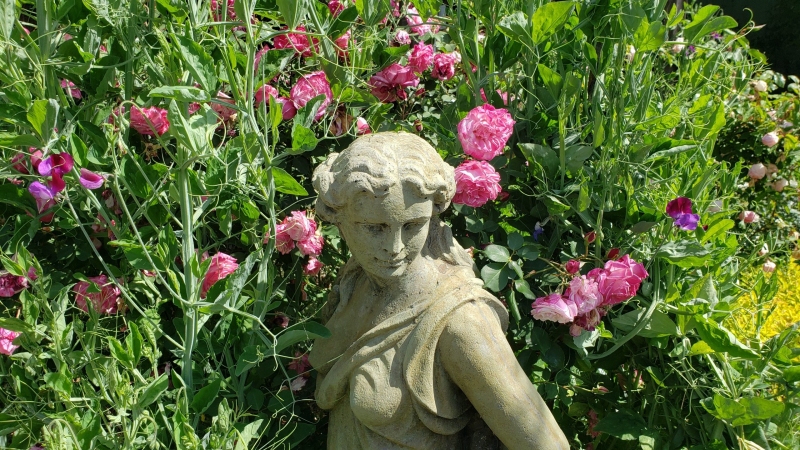 Cupani-Sweet-Peas-and-heritage-rose-Archduke-Charles-framing-statue-Ceres - AC