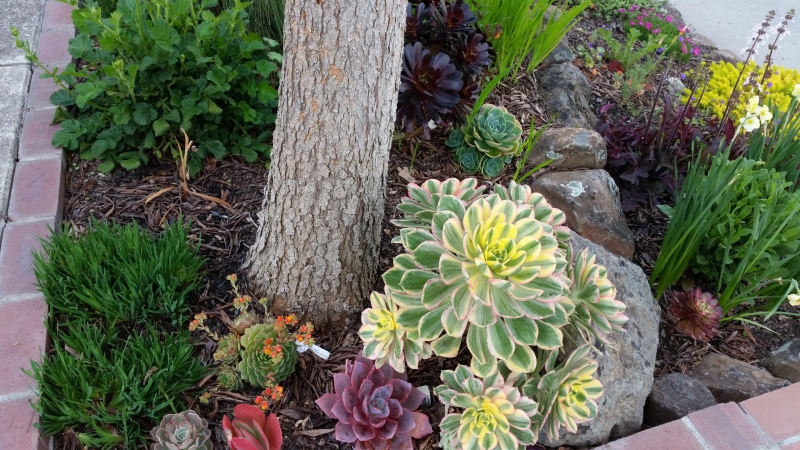 Happy succulents - Day