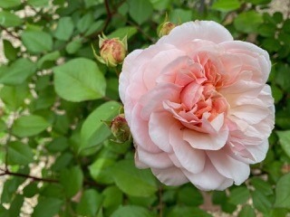 Rosa ‘Pink Gruss an Aachen’ - Cheryl
