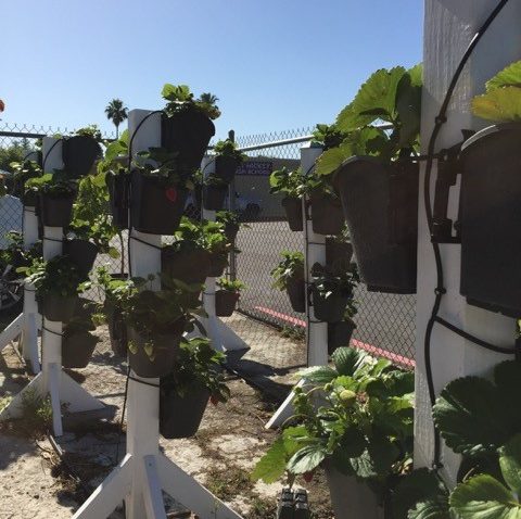 Space-saving plant towers with drip irrigation were built by students at Leo A. Palmiter School.