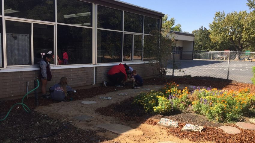 Students planting California native plants