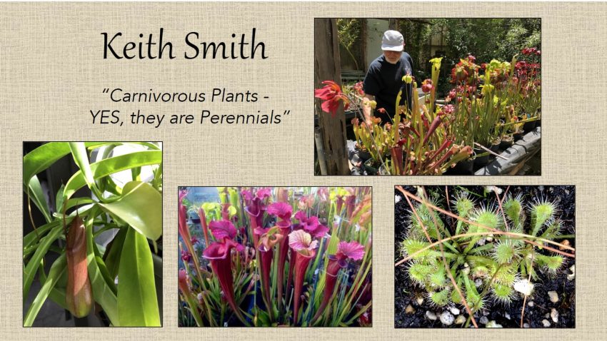 Keith Smith - Carnivorous Plants - YES, they are Perennials