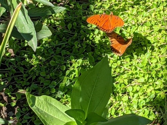 Gulf Fritillaries orange butterfly