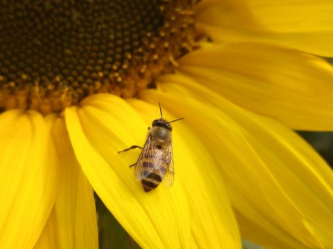 A close-up shot of a bee on a sunflower.
