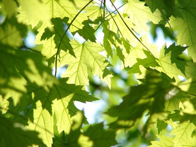 Close-up of green leaves against a blue sky.