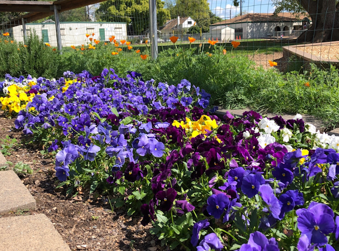 Colorful flowers blooming in school garden