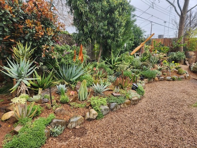 A succulent garden