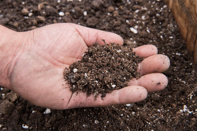 Hand scooping potting soil