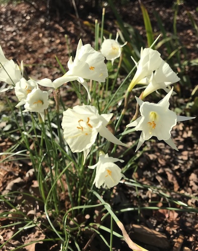 A group of blooming white flowers surrounded by fallen leaves