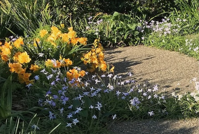 Yellow and violet flowers surrounding a patch of gravel