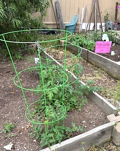 A raised garden bed with vines growing on trellises.
