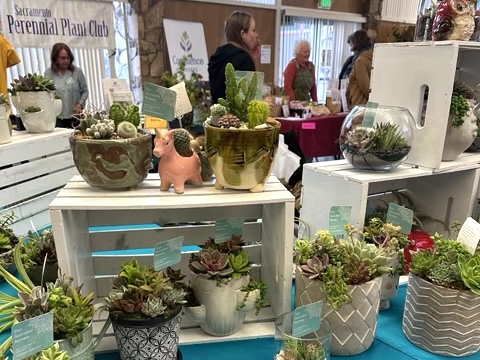 Several succulents in ceramic pots displayed on a table.