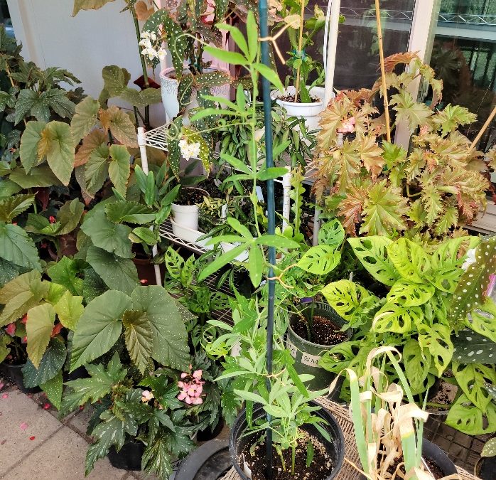 A group of potted plants in a garden.
