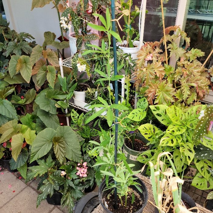 A group of potted plants in a garden.
