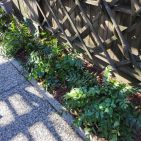 Ferns in partial shade.