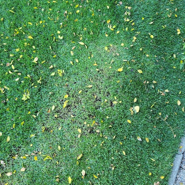 A green lawn with yellow leaves.