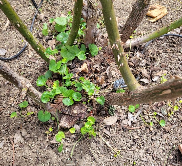 Small weeds growing at the base of a rose.