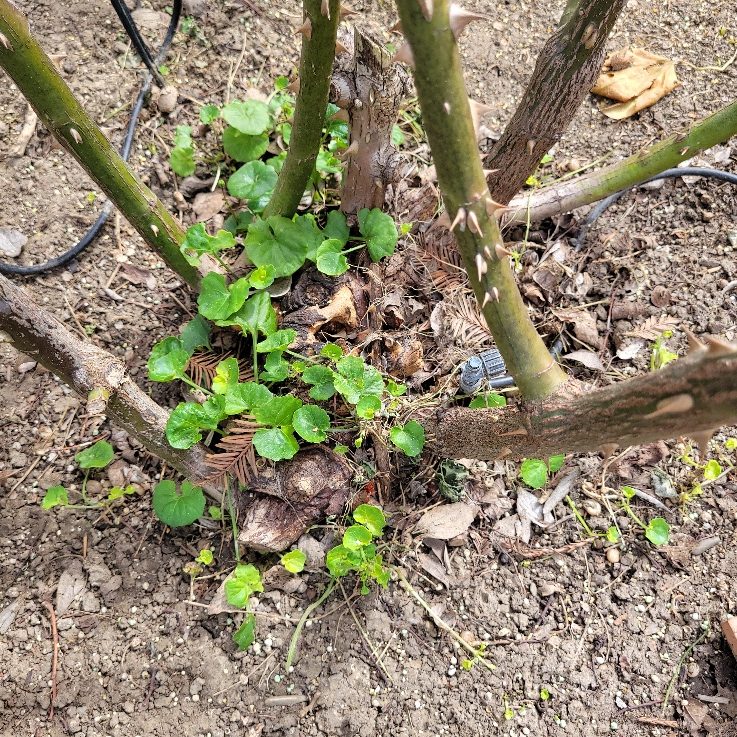 Small weeds growing at the base of a rose.
