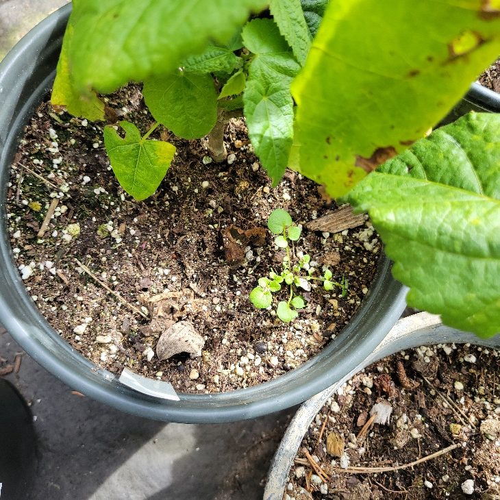 A plant and a small weed in a pot.