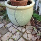 A close-up of the drip tube emerging from the outer pot.