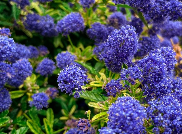 Purple flowers.